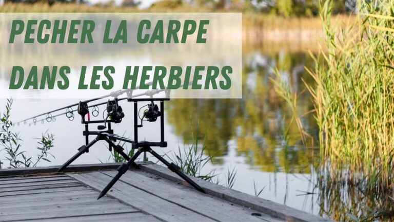 Quels Sont Les Meilleurs Hameçons Pour La Pêche à La Carpe