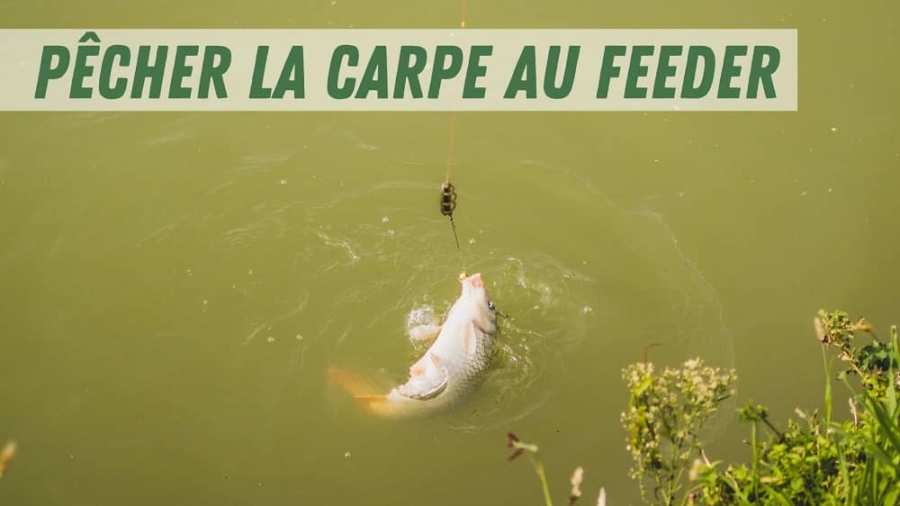 pêche carpe feeder